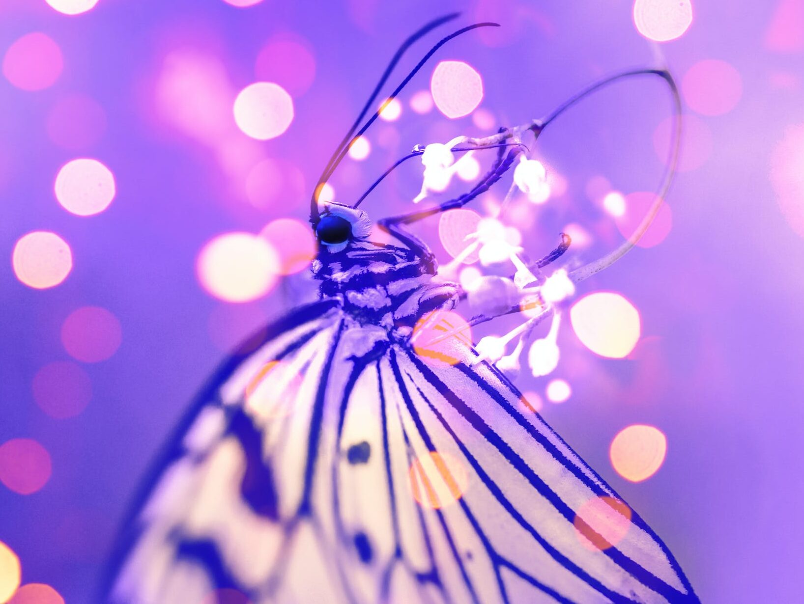 Macro Photography of Butterfly Near Lights